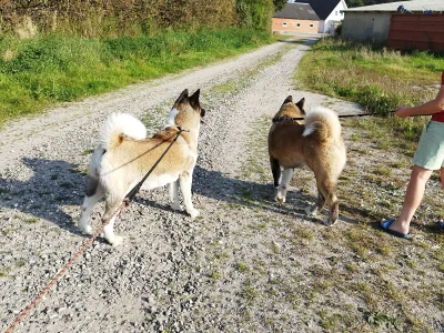 Hundehvalpe American Akita