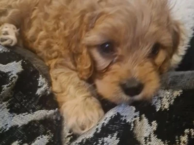 Cavapoo hun-unger