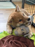 Shiba