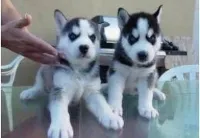 Siberian Husky