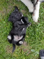 Labradoodle