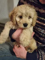 Cocker Spaniel