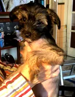 Chinese crested
