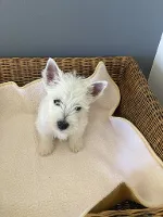 West Highland White Terrier