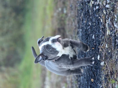 Old English Bulldog hvalp