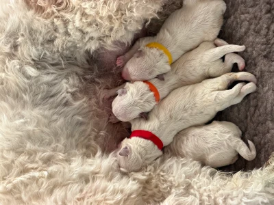 Hvalpe Labradoodle blanding / Japansk Spids