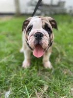 Engelsk Bulldog