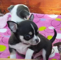 Chihuahua