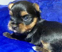 Yorkshire Terrier