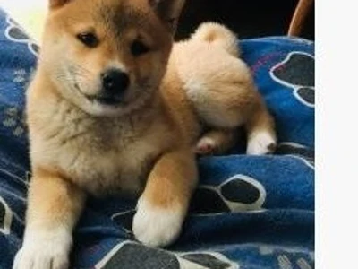 Shiba Inu hvalpe