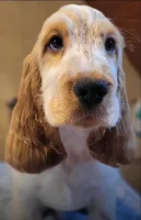 Cocker Spaniel