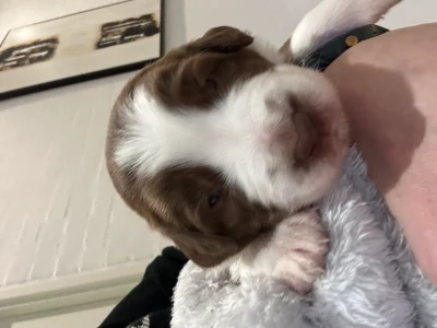 Billede 2