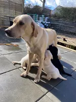 Labrador Retriever