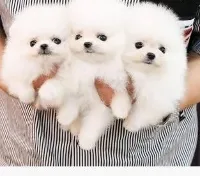 Pomeranian