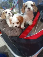 Cavalier King Charles Spaniel