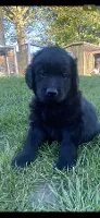 Goldendoodles