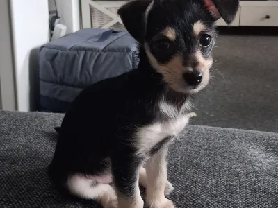 Chihuahua hvalp