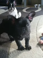 Fransk Bulldog