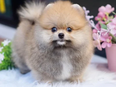 Pomeranian hvalp