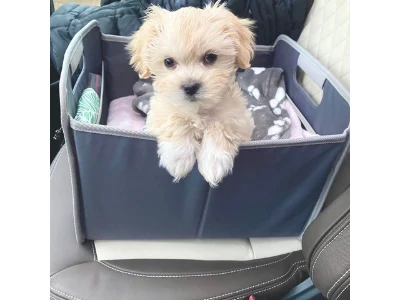 S�de Maltipoo-hvalpe, der er opdr�ttet hjemme.