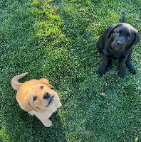 Labrador Retriever