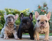 Fransk Bulldog