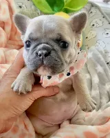 Fransk Bulldog