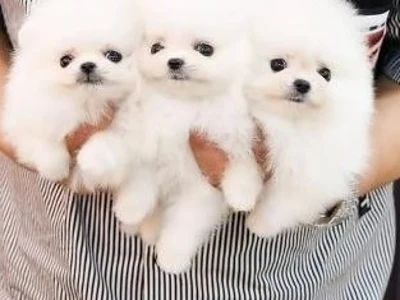 Renracede Pomeranian hvalpe