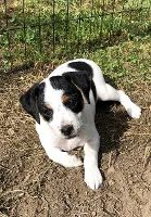 Dansk Svensk Gårdhund