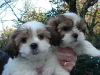 Shih Tzu