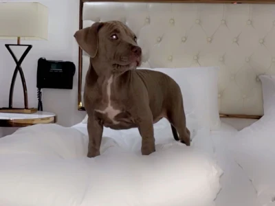 Billede 4