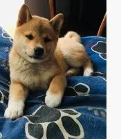 Shiba