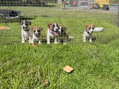 Jack Russell hvalpe