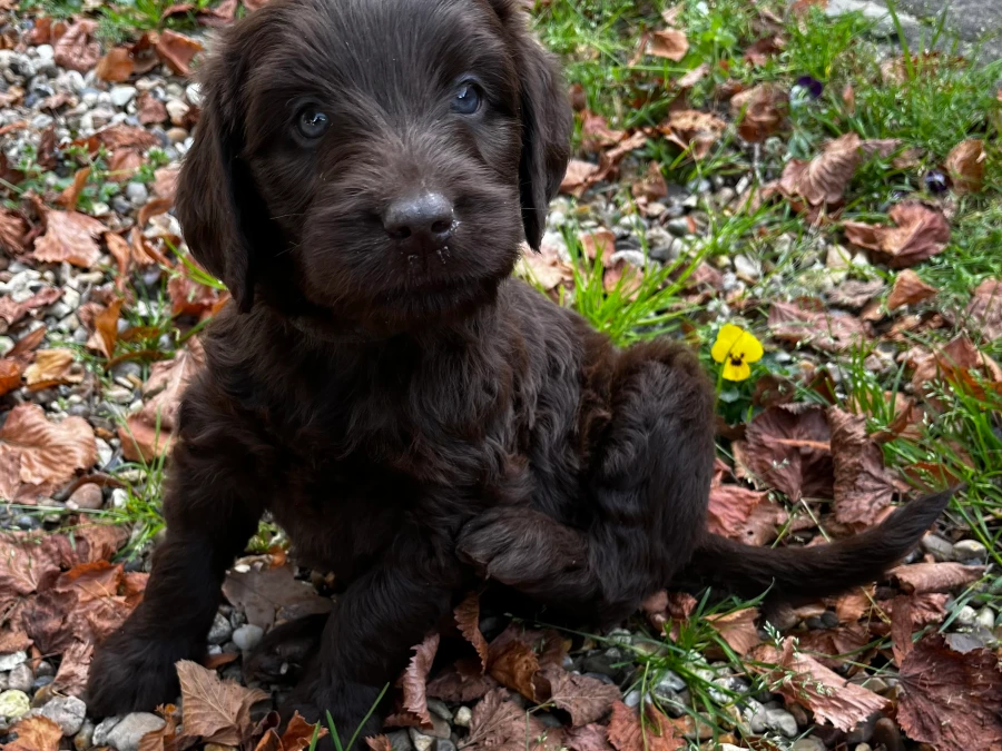 Labradoodle hvalpe