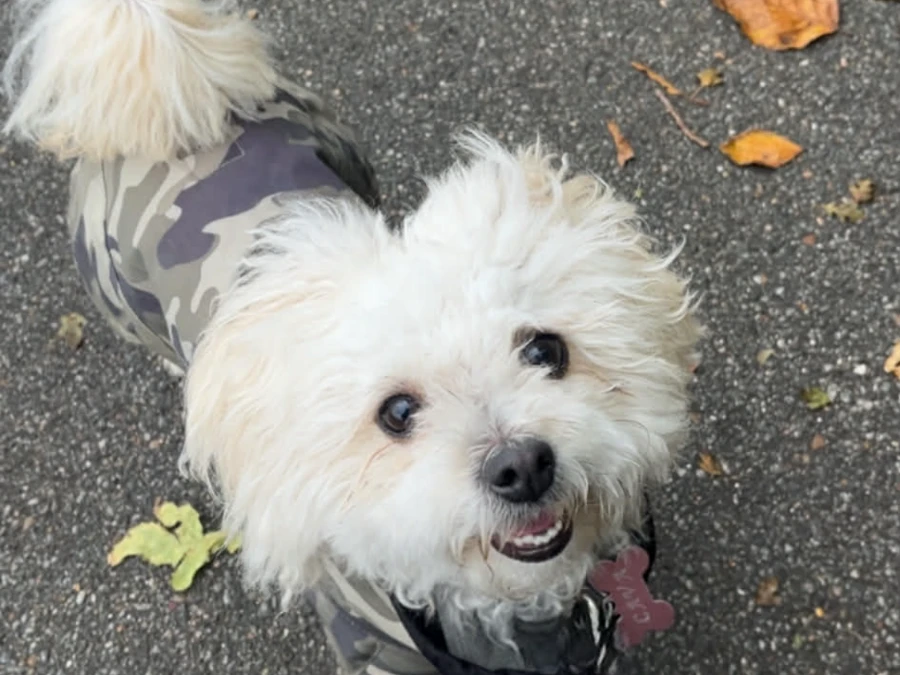 Bichon Havanais hvalpe