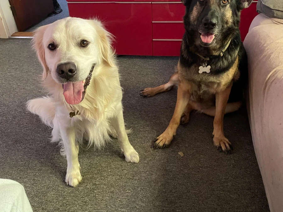 Schæferhund hvalpe