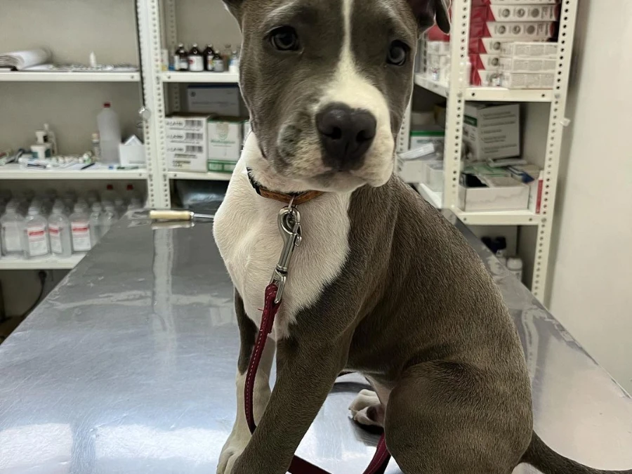 Amerikansk staffordshire terrier  hvalpe