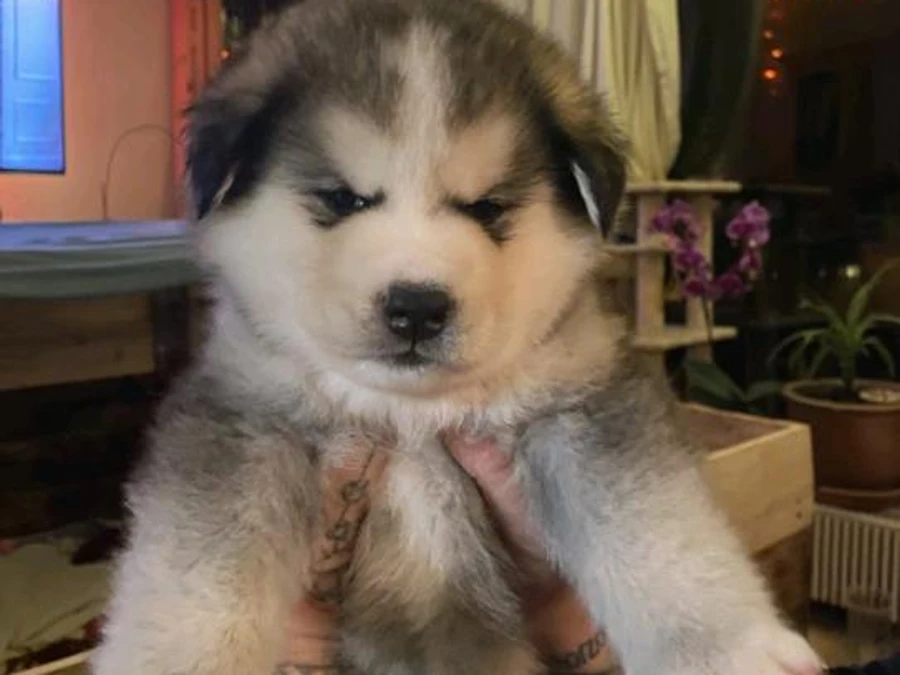 Siberian Husky hvalpe