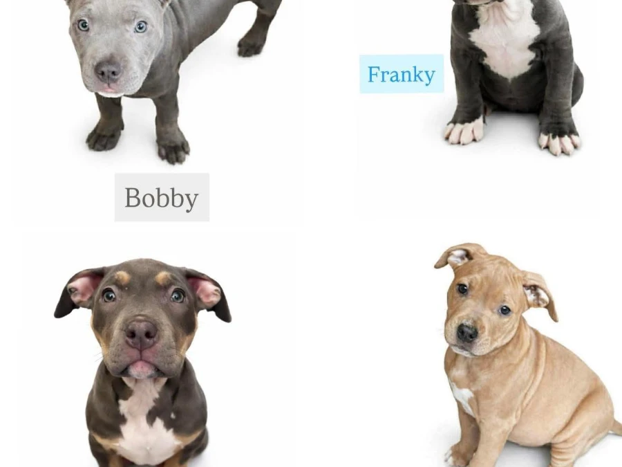 American Bully hvalpe