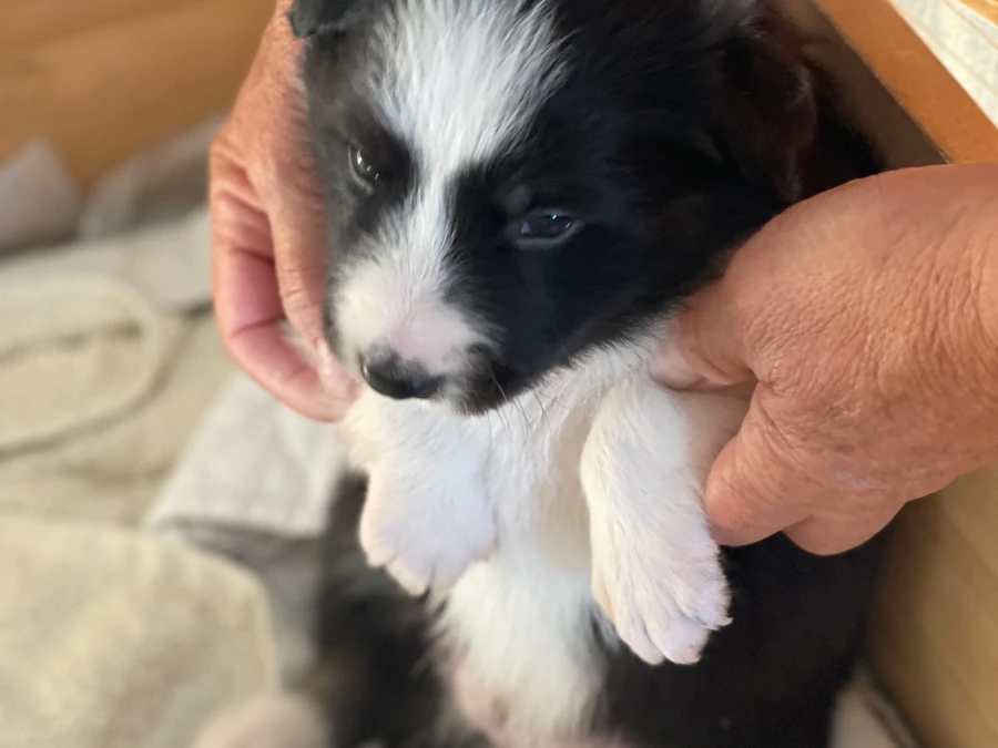 Border Collie hvalpe