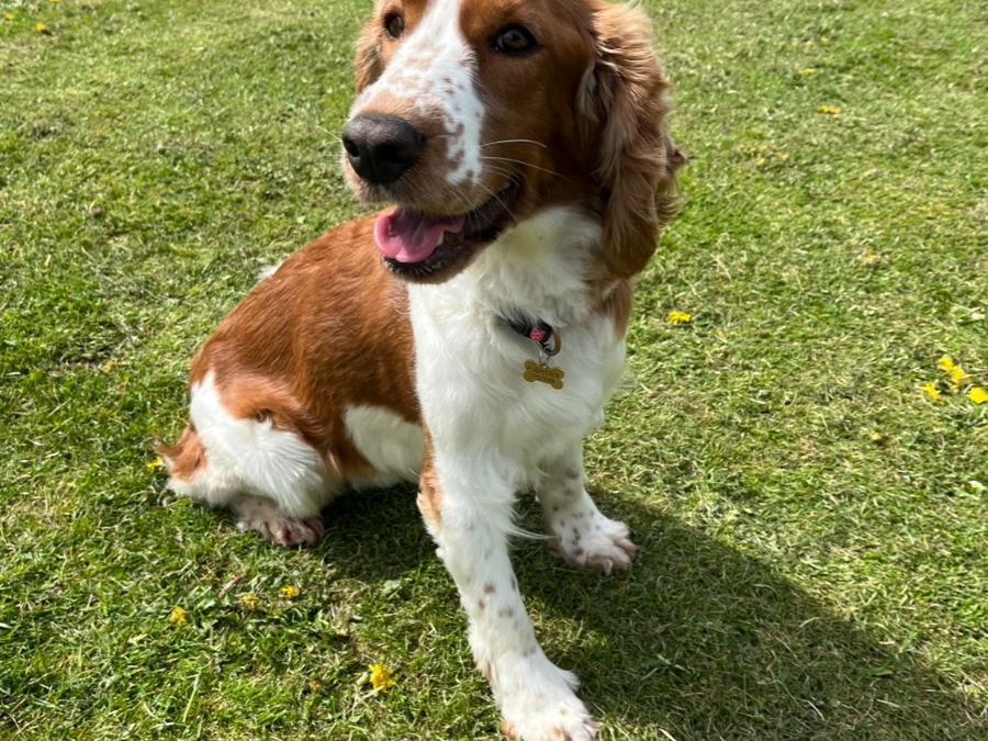 Springer Spaniel hvalpe
