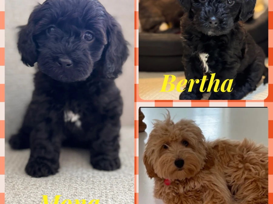 Bichon Havanais hvalpe