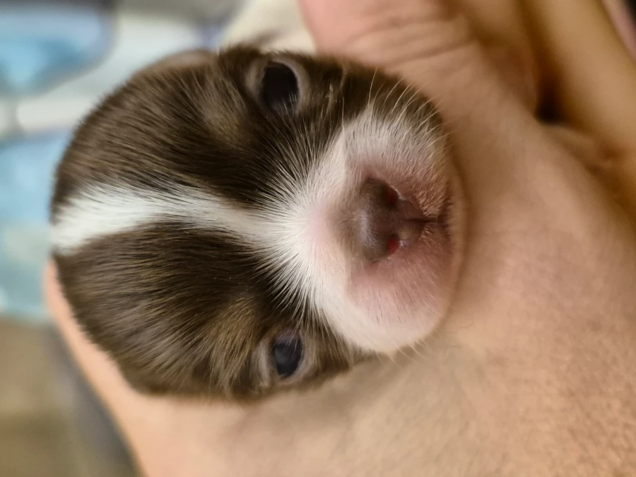 Chihuahua hvalpe