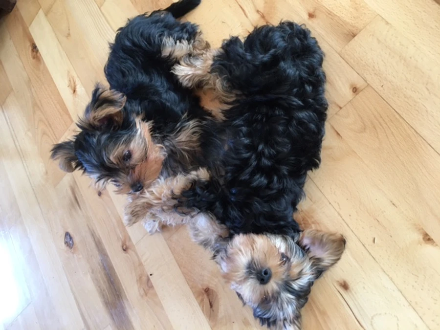 Yorkshire Terrier hvalpe