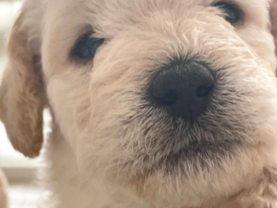 Labradoodle hvalpe