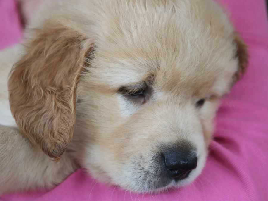 Golden Retriever hvalpe