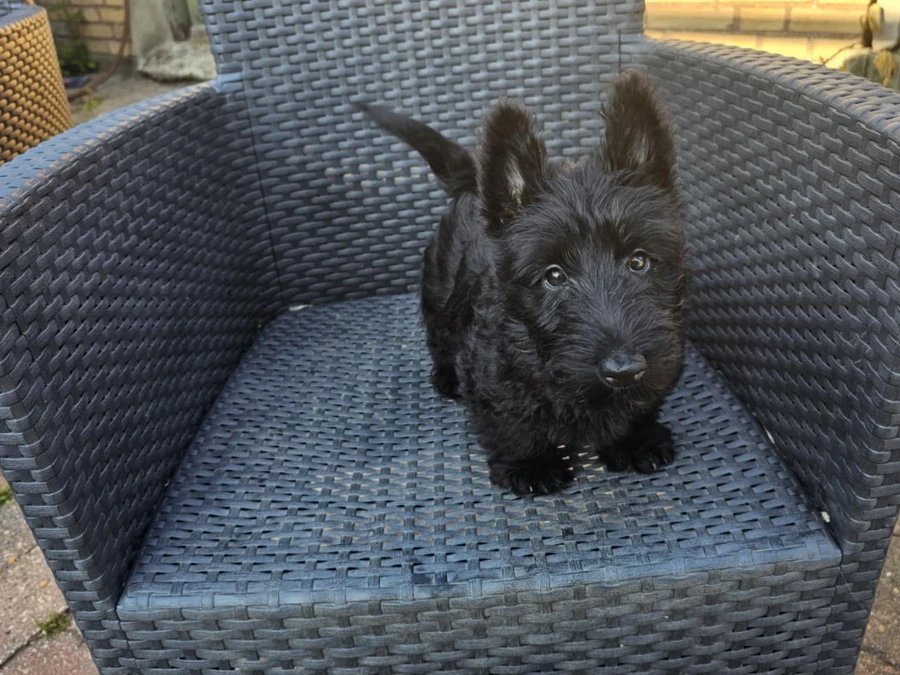 Skotsk terrier hvalpe