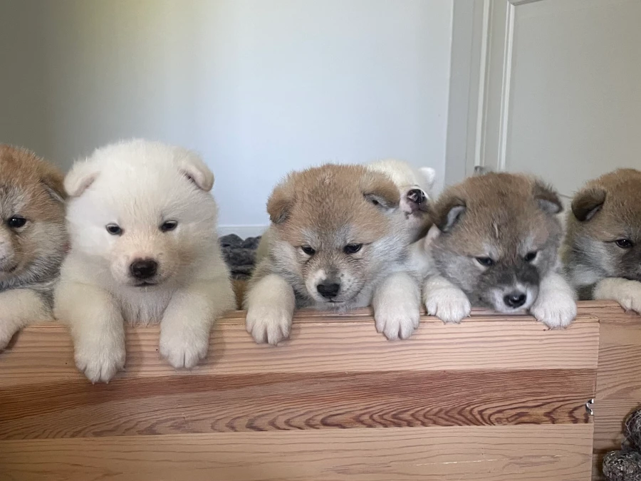 Akita hvalpe