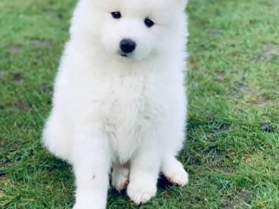 Samojedhund hvalpe