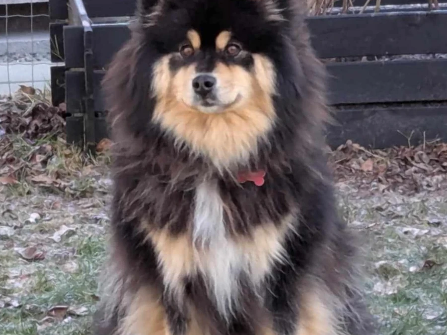 Finsk lapphund hvalpe